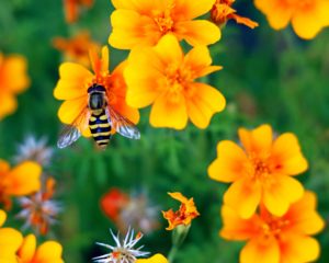 A Worker bee on a flower taking pollen