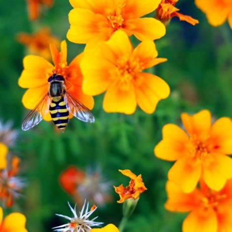 A Worker bee on a flower taking pollen